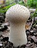 The devil's snuff-box (Lycoperdon perlatum)