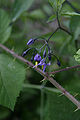 Bittersüßer Nachtschatten (Solanum dulcamara)