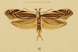 Sophronia acaudella