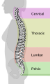 Different regions of the vertebral column