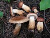 A group of mushrooms Tricholoma vaccinum