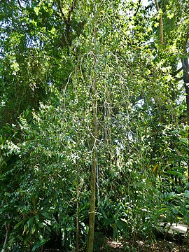 Habit