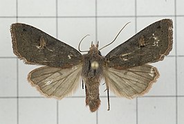 Agrochola albirena