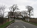 East Anglian elms (all the trees here), Abbots Ripton, Huntingdonshire (2011)[26][27]