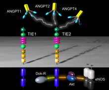 ANGPT1, ANGPT2, and ANGPT4 activate TIE-2. Intracellular signal transduction can proceed via DOK-R (yellow arrow) or alternatively via Akt to eNOS (orange arrow).