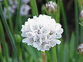 Armeria pseudarmeria