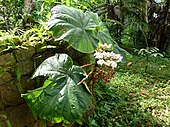 Riesenbegonie Begonia baccata.