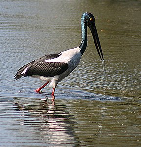 Riesenstorch (Ephippiorhynchus asiaticus)