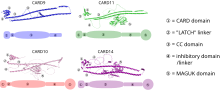 Graphical overview of the protein domains n the CARD-CC family members