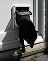 Cat flap