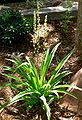 Chlorophytum 'Gary Hammer'