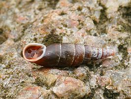 Gladde clausilia