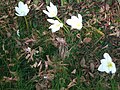 Colchicum speciosum 'Album'