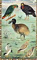 Dodo illustration by Ustad Mansur. Oben links ein Papagei ca. 1610