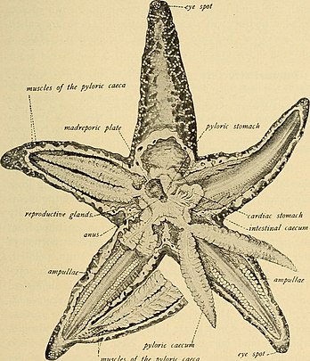 Starfish Anatomy