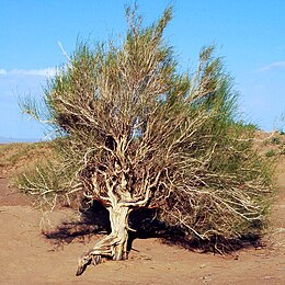 Szakszaul (Haloxylon ammodendron)