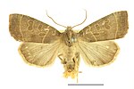 Ipimorpha subtusa – Specimen