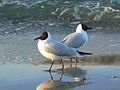 Lachmöwen in Zingst (Ostern 2009)