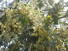 Άνθη μάνγκο στο Μπανγκλαντές.