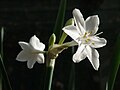 Blüten von Narcissus broussonetii