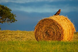 Hay stacks in Normandie