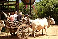 Ein Ochsenkarren in Thailand