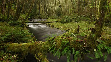 Rock Creek Wilderness supports salmon, steelhead, and cutthroat trout.