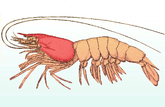 Lage des Carapax (rot) bei Krebstieren am Beispiel einer Atlantischen Weißen Garnele (Penaeus setiferus)