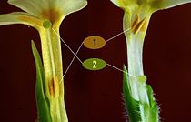 Οι στήμονες του είδους Ηρανθές το κοινόν (Primula vulgaris) ενώνονται με τις στεφάνες.