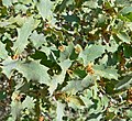 Quercus turbinella