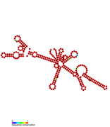 Listeria snRNA rli55: Predicted secondary structure taken from the Rfam database. Family RF01482.