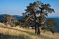 Pinus sylvestris, Kuzey Anadolu'nun kuru ve soğuk bölgelerinde hakim ağaçtır. (Ilgaz Dağı, 1950 m)