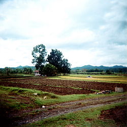 Sugarcane farm in Sibalom