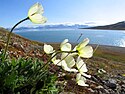 Papaver cornwallisense