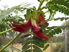 Red-flowered variant