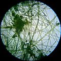   Another kind of algae, probably zygnema.  Perhaps not as pretty as spirogyra, but still, quite beautiful in its own way.