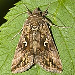 Autographa gamma – Oberseite