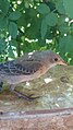 Juvenile rosy starling