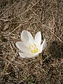 Colchicum speciosum 'Album' inner side of the flower