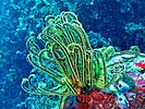 Crinoid in the Philippines