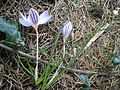 Crocus laevigatus 'Fontenayi'