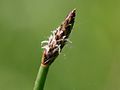 detail of the inflorescense, Photo by Kristian Peters