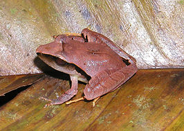 Craugastor mimus