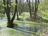 Bruchwald aus Schwarz-Erlen und Gemeinen Eschen im Südteil der Fließwiese bei hohem Wasserstand im April 2009