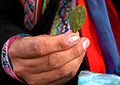 Bolivya'da bir Koka yaprağı tutan yerli