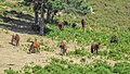 Garranos, wild lebende Berg-Ponys