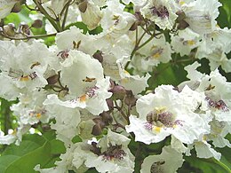 Szivarfa (Catalpa erubescens) virágai