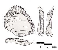 Ksar Akil flake made by Levallois technique. Found on the surface at Ksar Akil, Lebanon. Another point type typical of the Ahmarian culture (Northern Facies).[8]