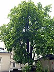 Winterlinde (Tilia cordata)