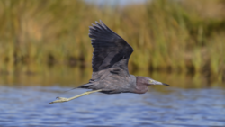 A Little Blue Heron flies over the Nonesuch River.